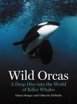 Wild Orcas